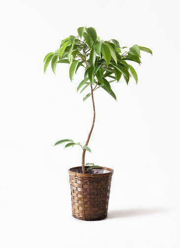 ficus-amsterdam-king-173_1.jpg