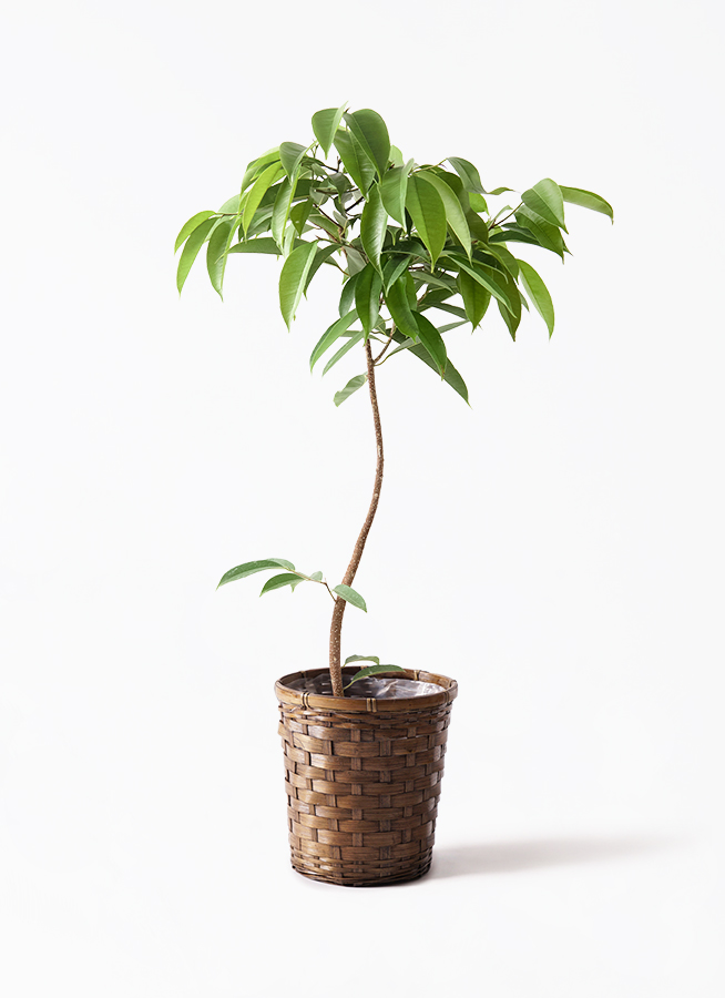 ☆ フィカス アムステルダムキング♪ 150cm ♪ ficus-amsterdam-king-173_1.jpg