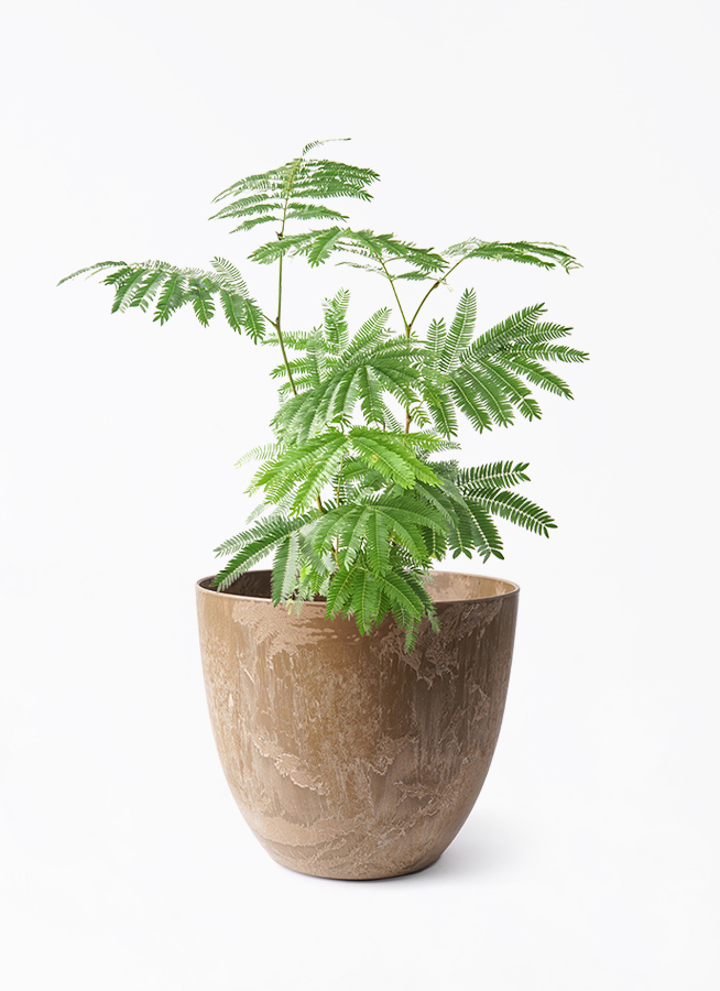 観葉植物 エバーフレッシュ 6号 プラスチック鉢 アートストーン ボーラ