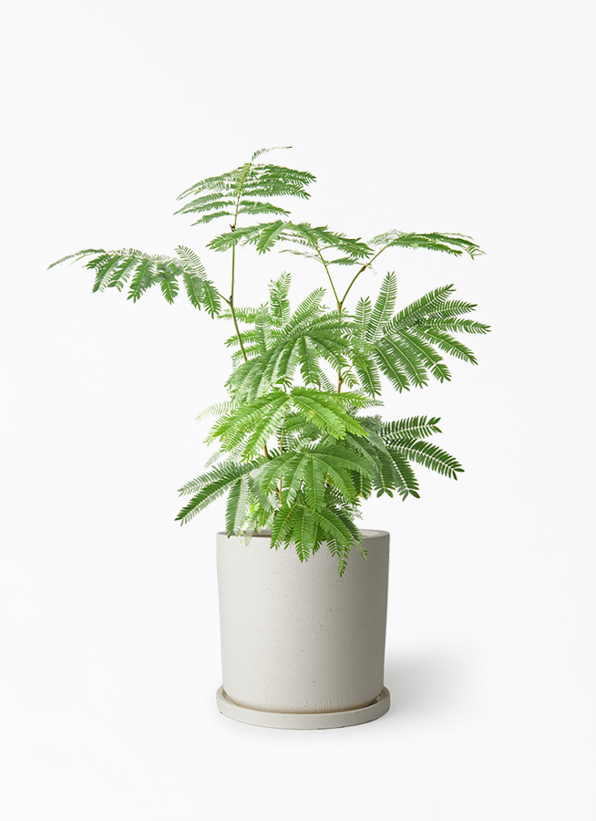 everfresh-1034_1.jpg?1745388534