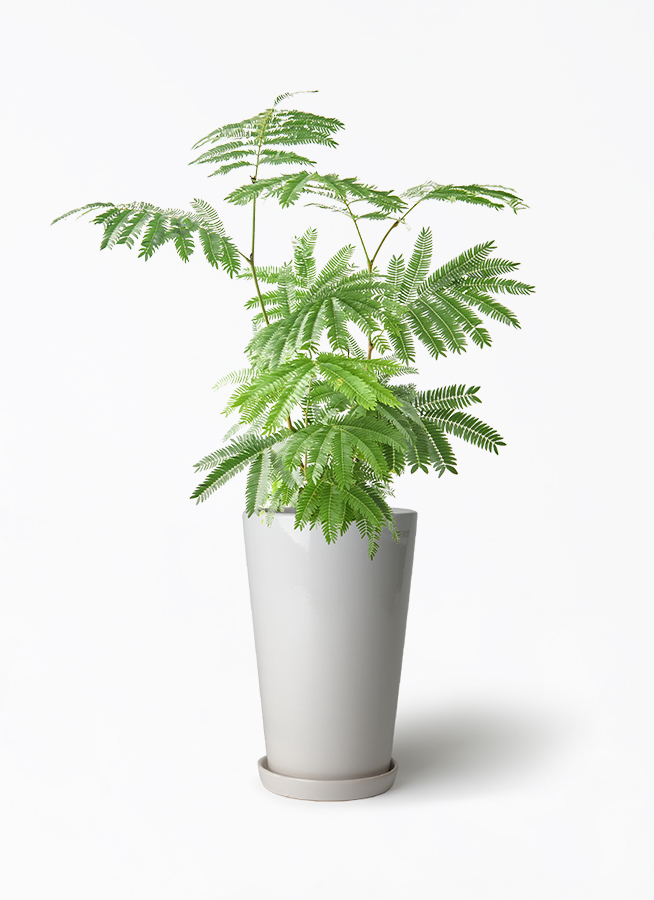 観葉植物 エバーフレッシュ 6号 プラスチック鉢 ラウンド 付き