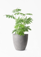 観葉植物 エバーフレッシュ 6号 プラスチック鉢 フリットエッグ