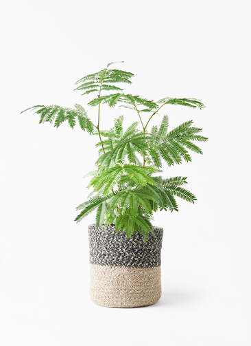 everfresh-1033_1.jpg?1745388555