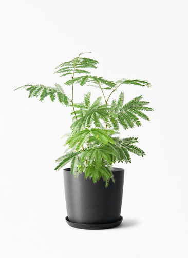 観葉植物 エバーフレッシュ Ever Fresh Tree エバーフレッシュ I インドアプランツ I プラント