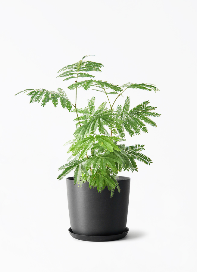 観葉植物 エバーフレッシュ 6号 プラスチック鉢 エステリ ブラック