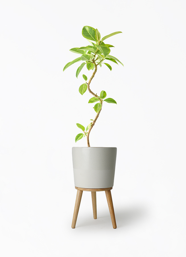 観葉植物 フィカス アルテシーマ 5号 曲り プラスチック鉢 | 観葉植物