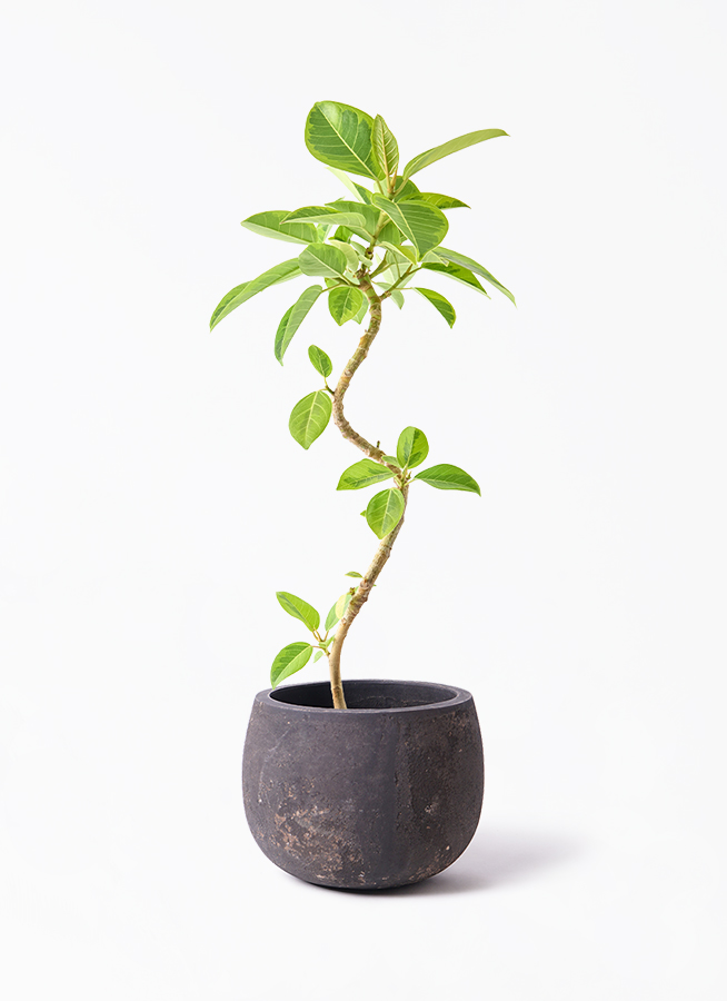 【先約有り】観葉植物　フィカスアルテシーマ 観葉植物 フィカス アルテシーマ 4号 曲り ハンネ 16 Y イエロー 付き