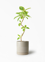 観葉植物 フィカス アルテシーマ 5号 曲り プラスチック鉢 | 観葉植物