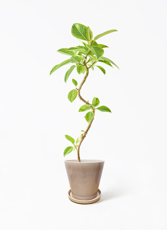 観葉植物 フィカス アルテシーマ 5号 曲り インティ M 濃グレイ 付き