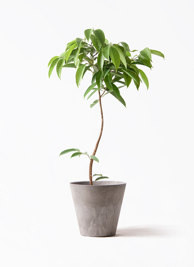 観葉植物 フィカス アムステルダムキング 7号 曲り プラスチック鉢