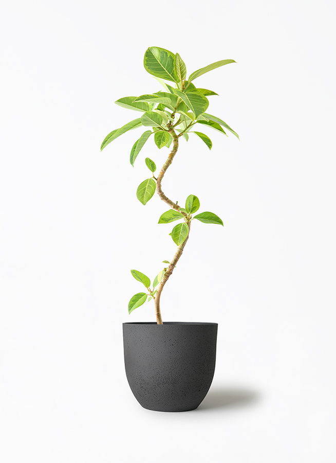 ス*チ様 [4/20までの引き取り限定]大型観葉植物 フィカスアルテシマ さいた 観葉植物 フィカス アルテシーマ 5号 曲り インティ M 濃グレイ 付き