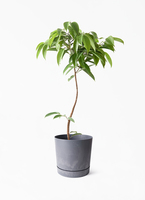 観葉植物 フィカス アムステルダムキング 7号 曲り パボ ミドル オフ