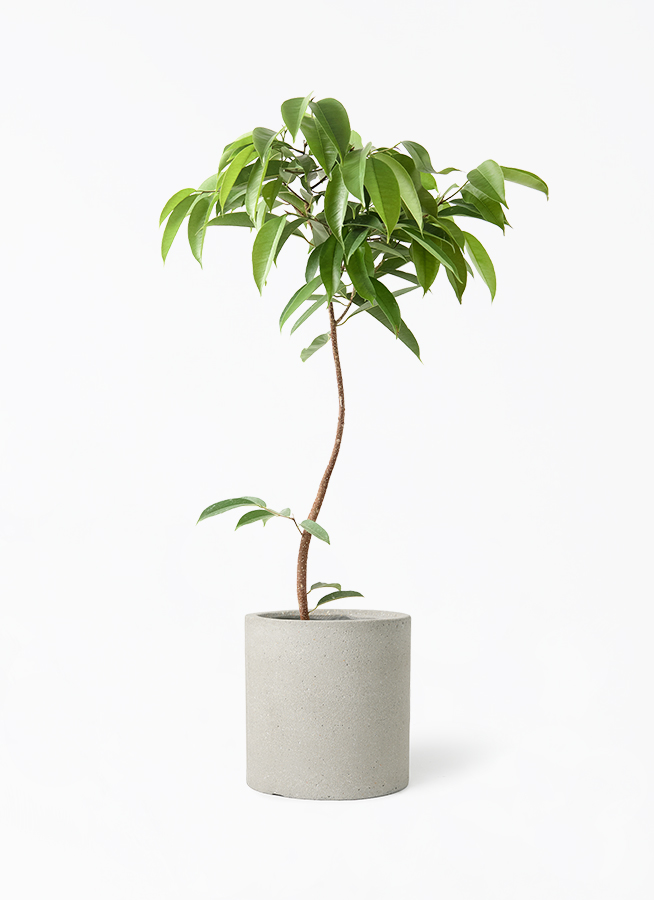 観葉植物 フィカス アムステルダムキング 7号 曲り プラスチック