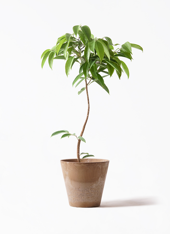 観葉植物 フィカス アムステルダムキング 7号 曲り プラスチック