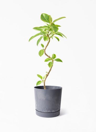 観葉植物 フィカス アルテシーマ 5号 曲り プロスパー トゥーボ