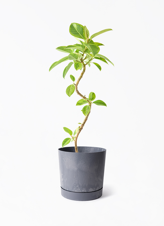観葉植物 フィカス アルテシーマ 5号 曲り プロスパー トゥーボ