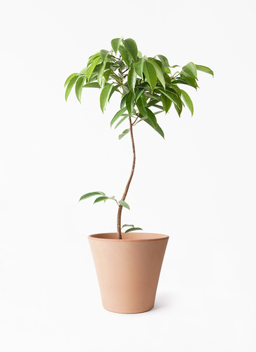 ficus-amsterdam-king-194_1.jpg