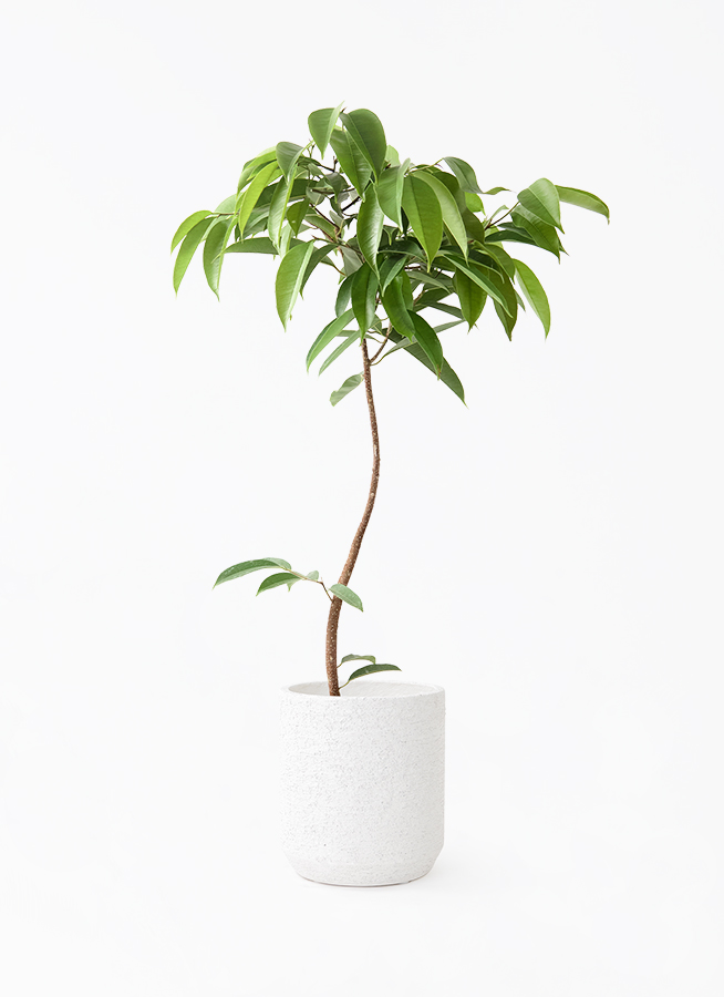 観葉植物 フィカス アムステルダムキング 7号 曲り プラスチック鉢