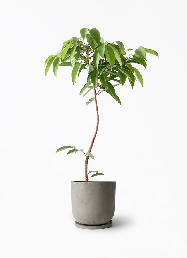観葉植物 フィカス アムステルダムキング 7号 曲り セメント トラフ