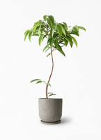 ficus-amsterdam-king-182_1.jpg