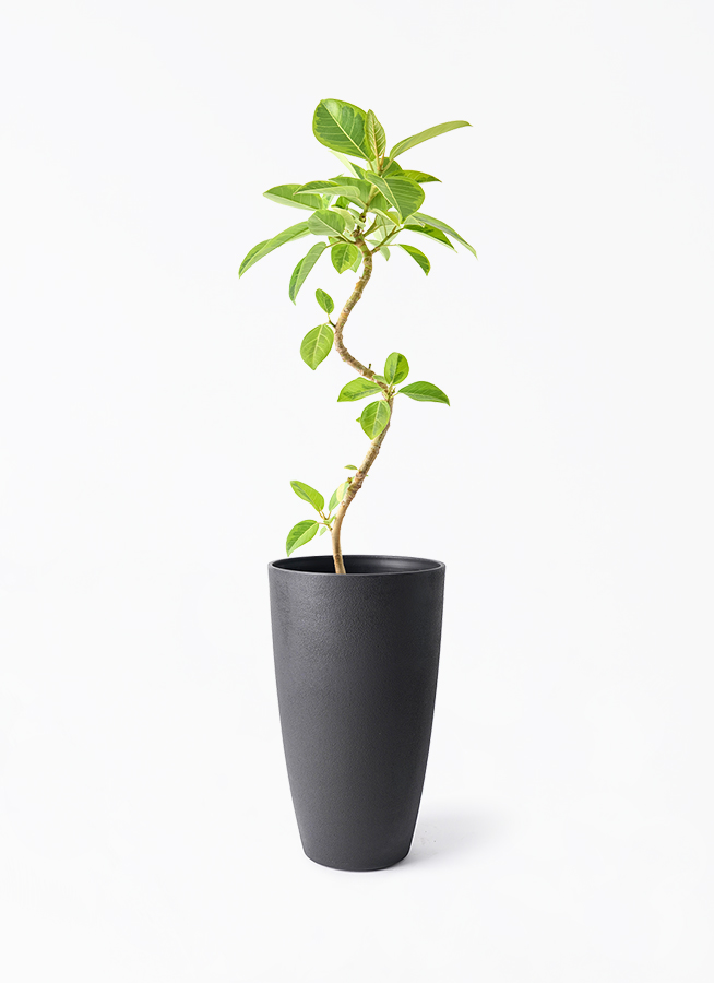 観葉植物 フィカス アルテシーマ 5号 曲り フォレスト トール ブラック