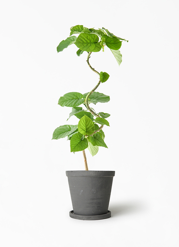 ficus-umbellata-1293_1.jpg?