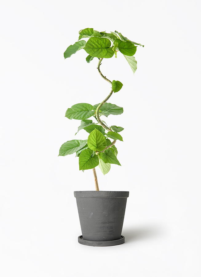 【現品】フィカス・ウンベラータ　曲がり　5号ポット（1） 観葉植物 フィカス ウンベラータ 5号 曲り ストーンウェア