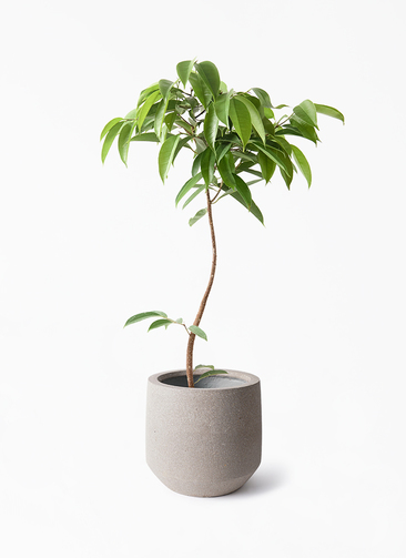 フィカス アムステルダムキング♪ 122cm 太幹♪ ficus-amsterdam-king-193_1.jpg