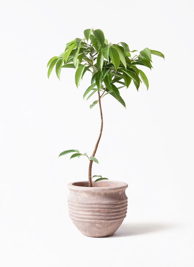 観葉植物 フィカス アムステルダムキング 7号 曲り プラスチック鉢