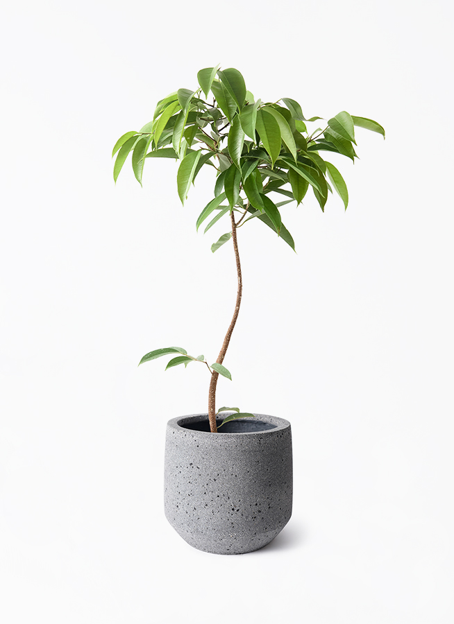 フィカス　アムステルダム　曲がり ficus-amsterdam-king-192_1.jpg
