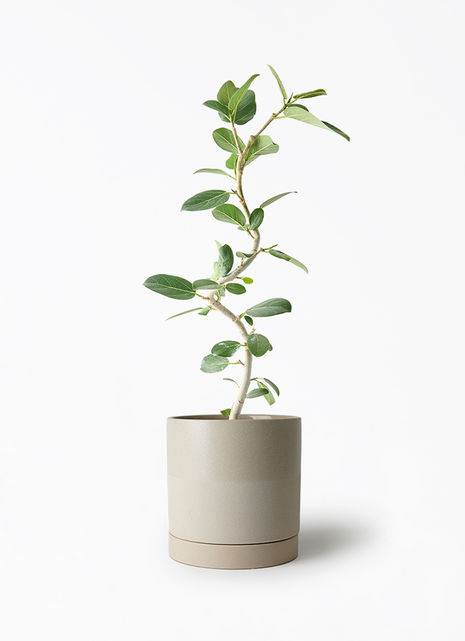 観葉植物 フィカス ベンガレンシス 5号 曲り プラスチック鉢