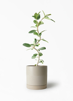 ficus-benghalensis-1286_1.jpg?