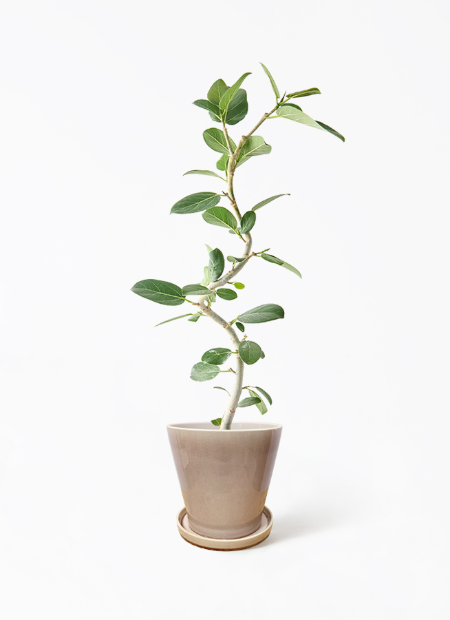 独創的 観葉植物 フィカス ベンガレンシス 5号 曲り シリンダーポット フィカス