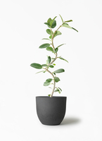 観葉植物 フィカス ベンガレンシス 5号 曲り プラスチック鉢 | 観葉