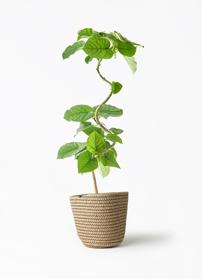 ficus-umbellata-1294_1.jpg?