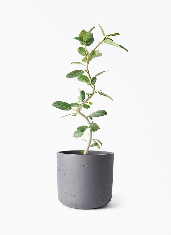 フィカス ベンガレンシス 曲がり アートストーンポット 観葉植物 観葉植物 フィカス ベンガレンシス 5号 曲り カッセル ユーポット