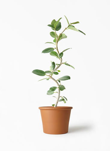 観葉植物 フィカス ベンガレンシス 5号 曲り シリンダーポット 付き