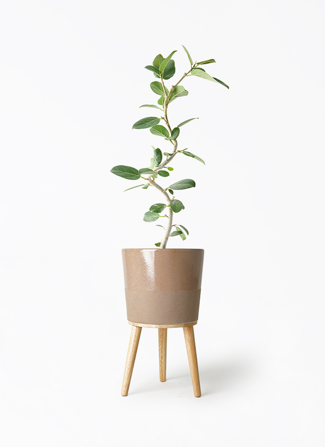 観葉植物 フィカス ベンガレンシス 5号 曲り フォレスト トール