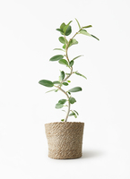 観葉植物 フィカス ベンガレンシス 5号 曲り プラスチック鉢 | 観葉