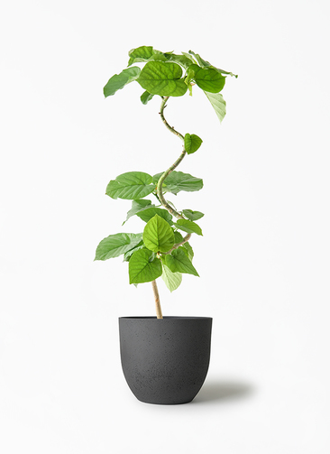 ficus-umbellata-1295_1.jpg?