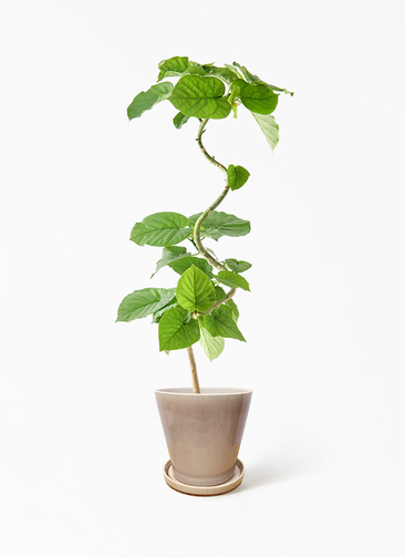 観葉植物 フィカス ウンベラータ 5号 曲り ベラ ピンクパープル 付き