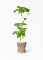 ficus-umbellata-1283_1.jpg?