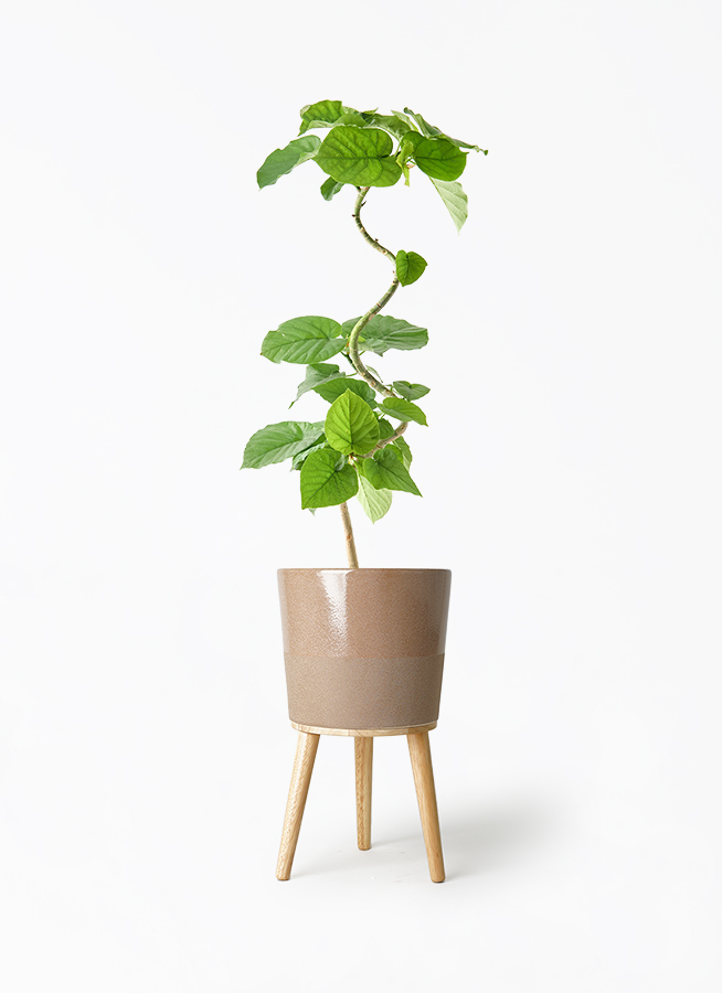 観葉植物 フィカス ウンベラータ 5号 曲り シリンドリコ