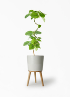 ficus-umbellata-1290_1.jpg?