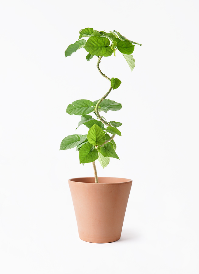 観葉植物 フィカス ウンベラータ 5号 曲り エトナ アリーナ 付き