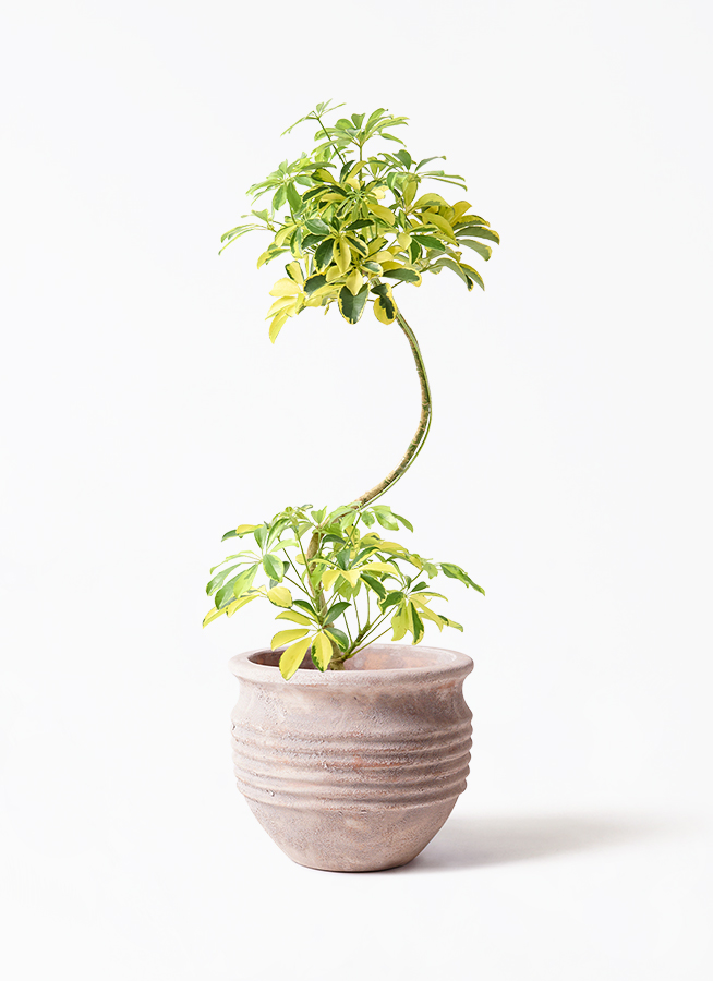 カラーサンドアート　コーヒーの木　観葉植物　シェフレラ　カポック カラーサンドアート コーヒーの木 観葉植物 シェフレラ カポック