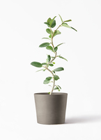 ficus-benghalensis-1284_1.jpg?