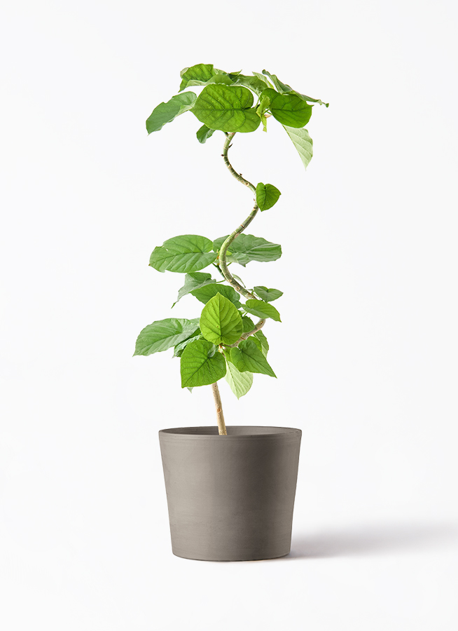 り*ぎ様 フィカス・ウンベラータ、5号陶器鉢入、高さ80cm超、葉痛み有り 観葉植物 フィカス ウンベラータ 5号 曲り プラスチック鉢