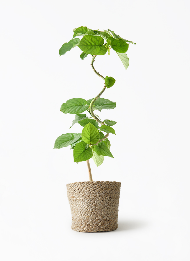 【現品】フィカス・ウンベラータ　曲がり　5号ポット（1） 観葉植物 フィカス ウンベラータ 5号 曲り プラスチック鉢