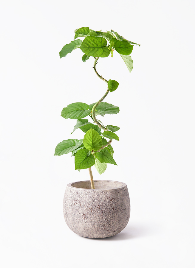 【現品】フィカス・ウンベラータ　曲がり　5号ポット（1） 観葉植物 フィカス ウンベラータ 5号 曲り プラスチック鉢